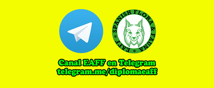 diploma-eaff_telegram